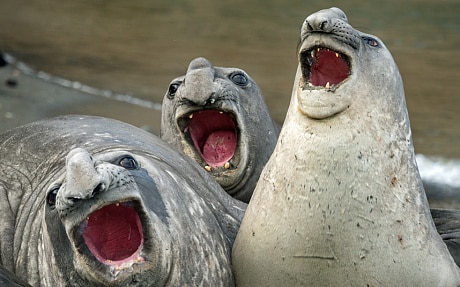 This group of elephant seals look as if they are doing their best impression of the Three Tenors and practicing their singing skills on a beach in South Georgia 