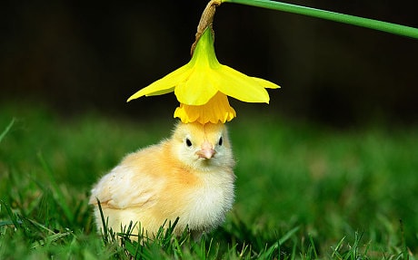 Easter bonnet: An adventure into the outdoors for this newly-hatched chick at West Lodge Farm Park at Desborough, Northamptonshire. 