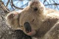 Koalas are among the many species facing habitat loss as the NSW government prepares new land-clearing codes. 