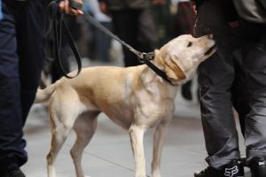 The Age News Police dog
Picture by Wayne Taylor 18th July 2008
Police use their sniffer dog at Flinders street station ...