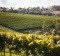 Sample cool-climate wines in Orange, New South Wales.