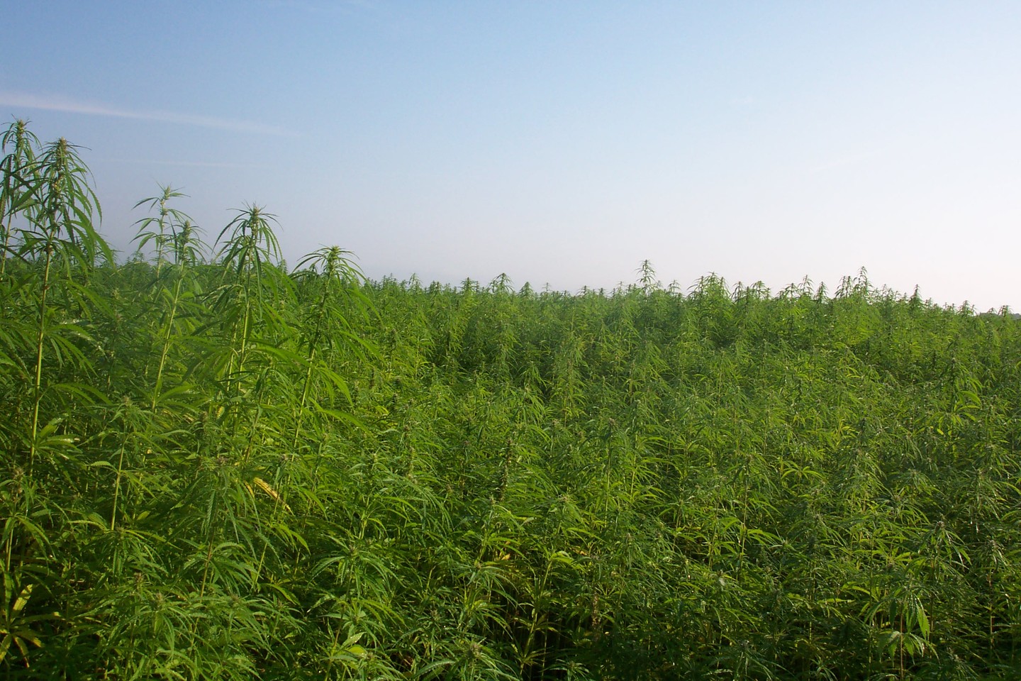 CBD producer sources hemp to comply with DEA