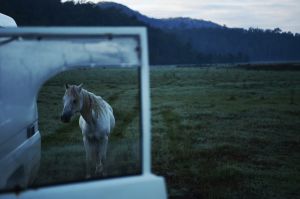 Commoners pay a small fee to run their horses and cattle on the land.