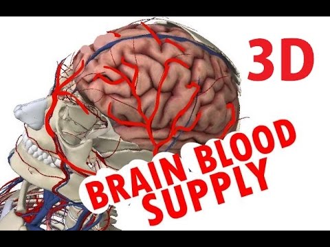 Brain Blood Supply - Cerebral Circulation - Circle Of Willis