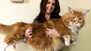 Meet Omar, The Aussie Feline In The Running To Be The World's Longest Cat
