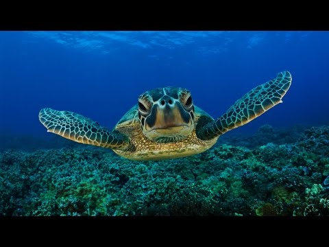 ★❤★ GIANT SEA TURTLES・CORAL REEF FISH・3 HOURS・BEST RELAX MUSIC・1080p HD ★❤★