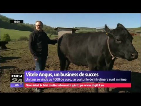 Vitele Angus, un business de succes