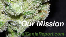 Global Ganja Report