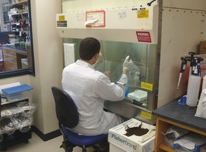 File - A microbiologist working on Leishmania under category 2 biocontainment conditions.