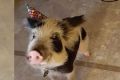 Miniature pig owners want the animal to be considered a pet.