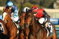 Let it rain: The Jason Coyle-trained Berry Delicious loves a wet track.