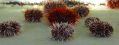 Collector sea urchins have an amazing defence mechanism, scientists have found.