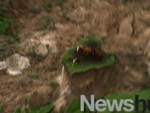 Raw: New Zealand Earthquake Strands Cows