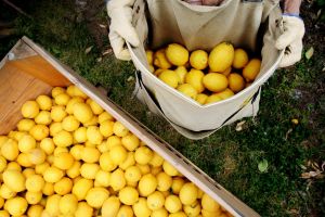 Lemons being harvested on irrigated land in Cobram, Victoria.