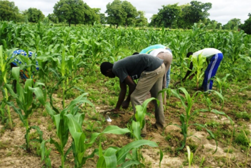 Campagne agricole 2013-2014 : L’OPERATION « PLUIES PROVOQUEES » CHANGE LA DONNE