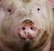 PICTURE BY JOHN RUSSELL, THE BORDER MAIL. Corowa. Sows inside one of the sheds at Rivalea Australia pig farming ...