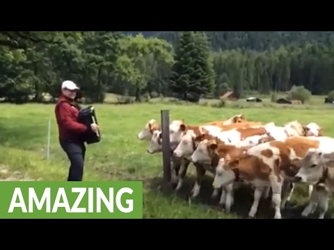 Grazing cows rush to listen to accordion music