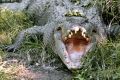 There are more than enough places for crocodiles to live without inhabiting the north Queensland rivers, beaches and ...