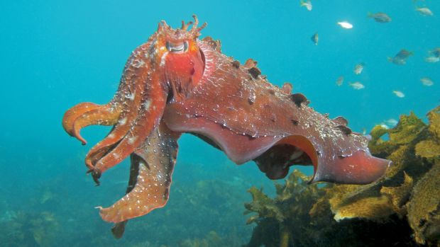 The octopus: An extraordinary creature with a very short life span.