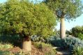 Bottle trees in Attila Kapitany's garden.