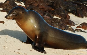 The Galapagos sea lion (Zalophus wollebaeki)