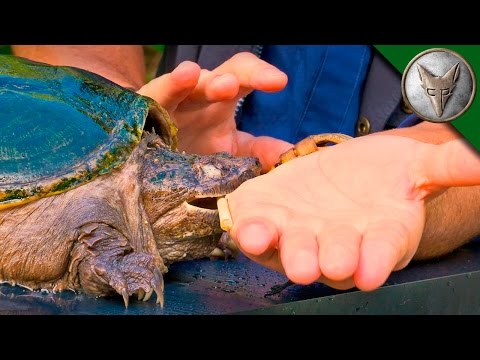 BITTEN by a SNAPPING TURTLE!