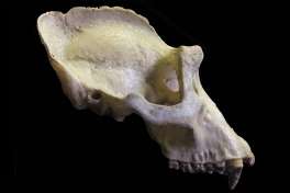 The sagittal crest can be seen running along the top of this male gorilla skull. (Image: Australian National University)