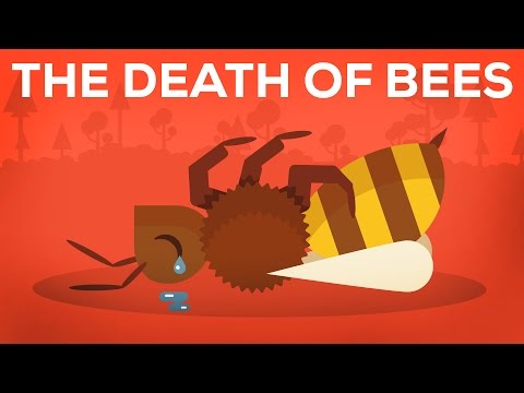 The Death Of Bees Explained – Parasites, Poison and Humans