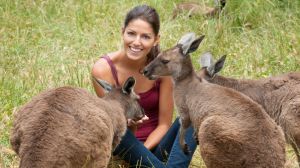 Tourists want to pet kangaroos.