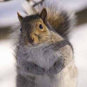 13639244001_4451134945001_FINAL-Squirrel-800x600.jpg