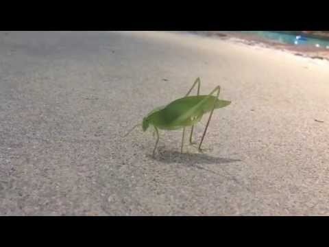 Leaf Bug Takes a Crap