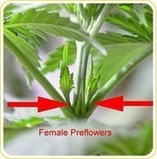 Identifying Sex on Marijuana Plants 