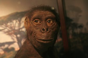 Lucy (Australopithecus) - Muzeum Ewolucji PAN - Reconstruction of "Lucy", Warsaw Museum of Evolution