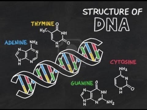 Structure of DNA - Animation HD