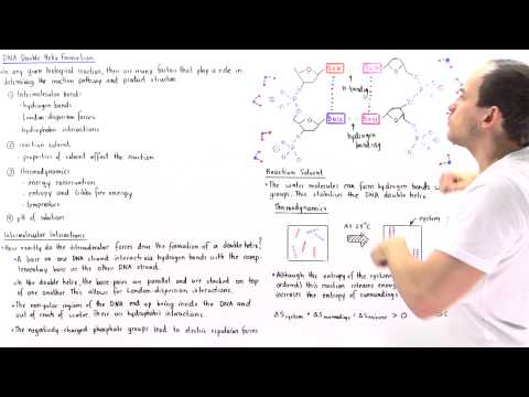 Formation of DNA Double Helix