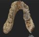 Lower jaw of the 7.175 million year old Graecopithecus freybergi (El Graeco) from Pyrgos Vassilissis, Greece. 