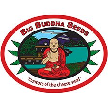 Big Buddha Seeds