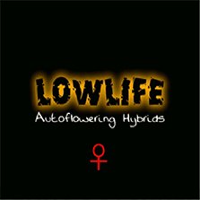 Lowlife