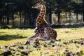 Baby giraffe Kebibi is one of the new residents at Canberra's zoo.