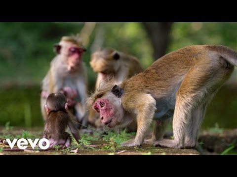 Jacquie Lee - It's Our World (From Disneynature's "Monkey Kingdom")