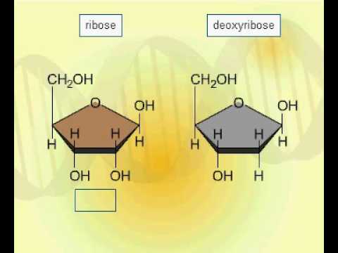 Ribose and deoxyribose