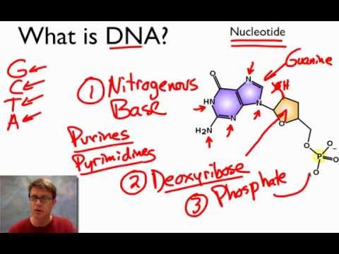 What is DNA?