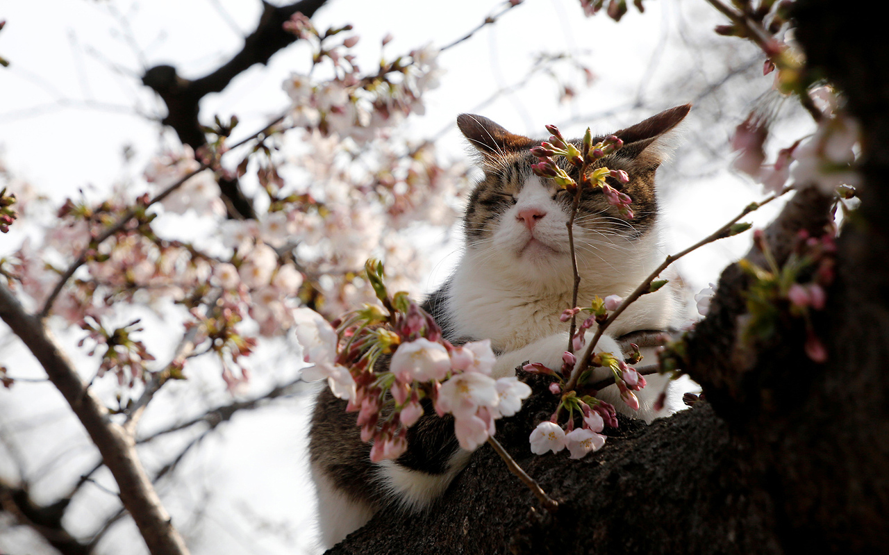 atlanticinfocus:
“From Signs of Spring, one of 35 photos. Something gentle and beautiful today, a few glimpses at the new season. A cat rests in a cherry blossom tree on a spring day in a Tokyo park on March 30, 2017. (Toru Hanai / Reuters)﻿
”