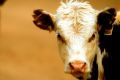 The main cause of falling greenhouse gas emissions were due to less livestock and consequently less  methane produced ...