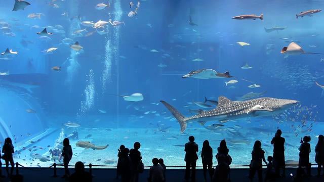 Kuroshio Sea - 2nd largest aquarium tank in the world - (song is Please don't go by Barcelona)