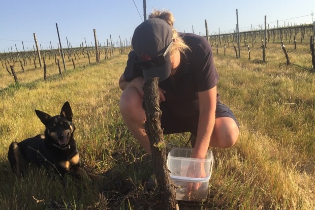 <b>Xanthe Freeman</b><br>
Freeman Vineyards, Hilltops in NSW.
When Xanthe Freeman came home to work on the family ...