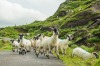 Sheep on the move in Moll's Gap, Wild Atlantic Way in Ireland. 