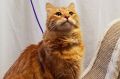 Gryphon the cat, in his harness and lead, ready for a walk. He is one of over 130 cats and kittens available for ...