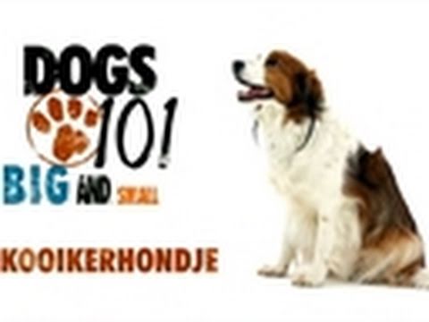 Dogs 101- Kooikerhondje