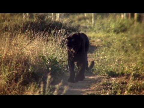 The incredible story of how leopard Diabolo became Spirit - Anna Breytenbach, "animal communicator".